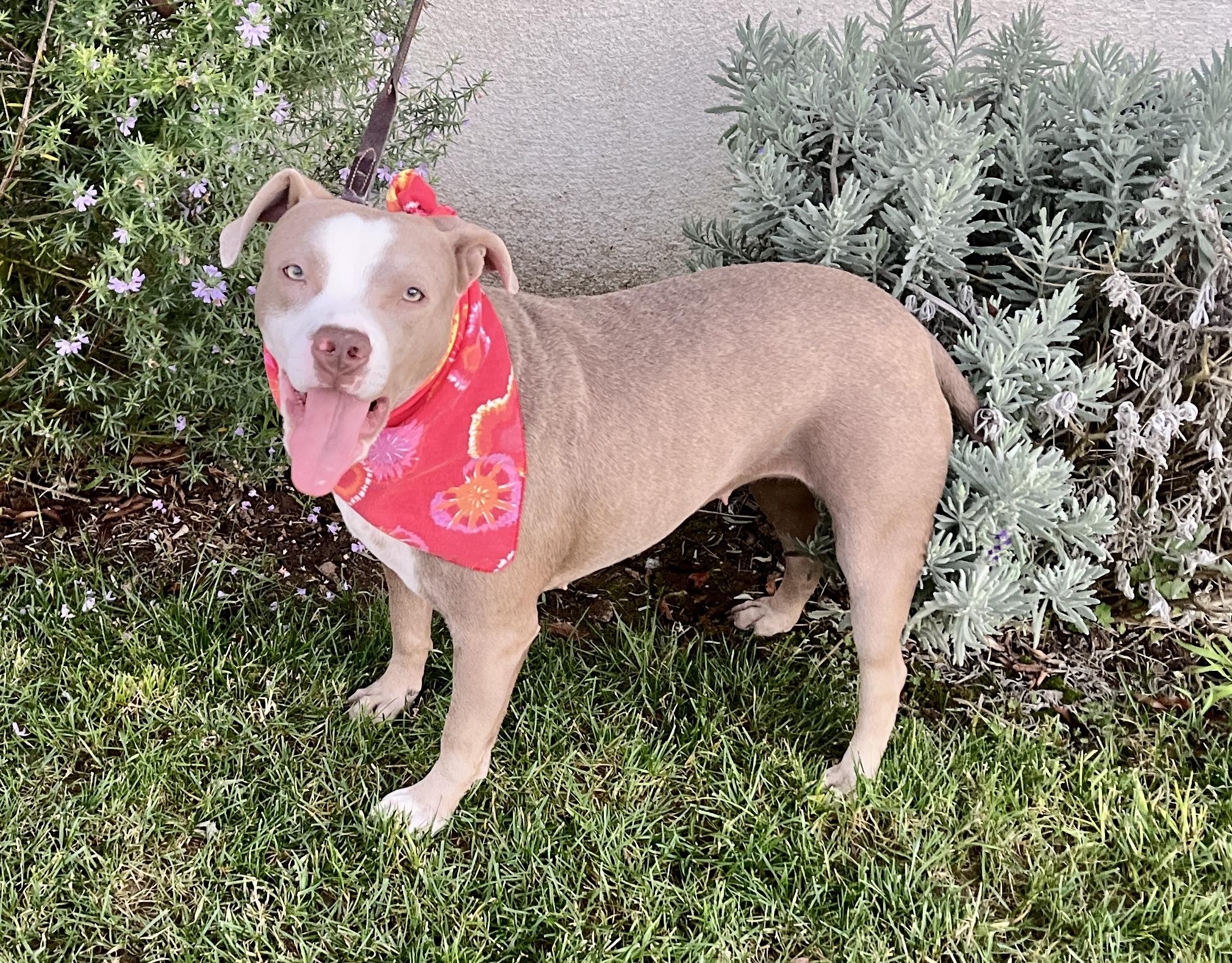 Enlarge Bambi, a ADOPTABLE American Staffordshire Terrier in El Segundo, CA image 5/6