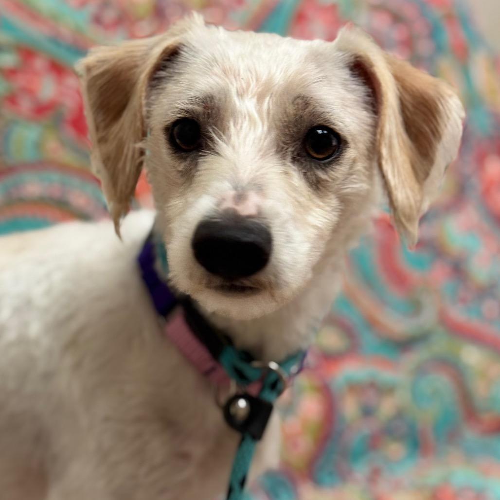 Mr. Sundae, Adoptable, Young Male Chihuahua.