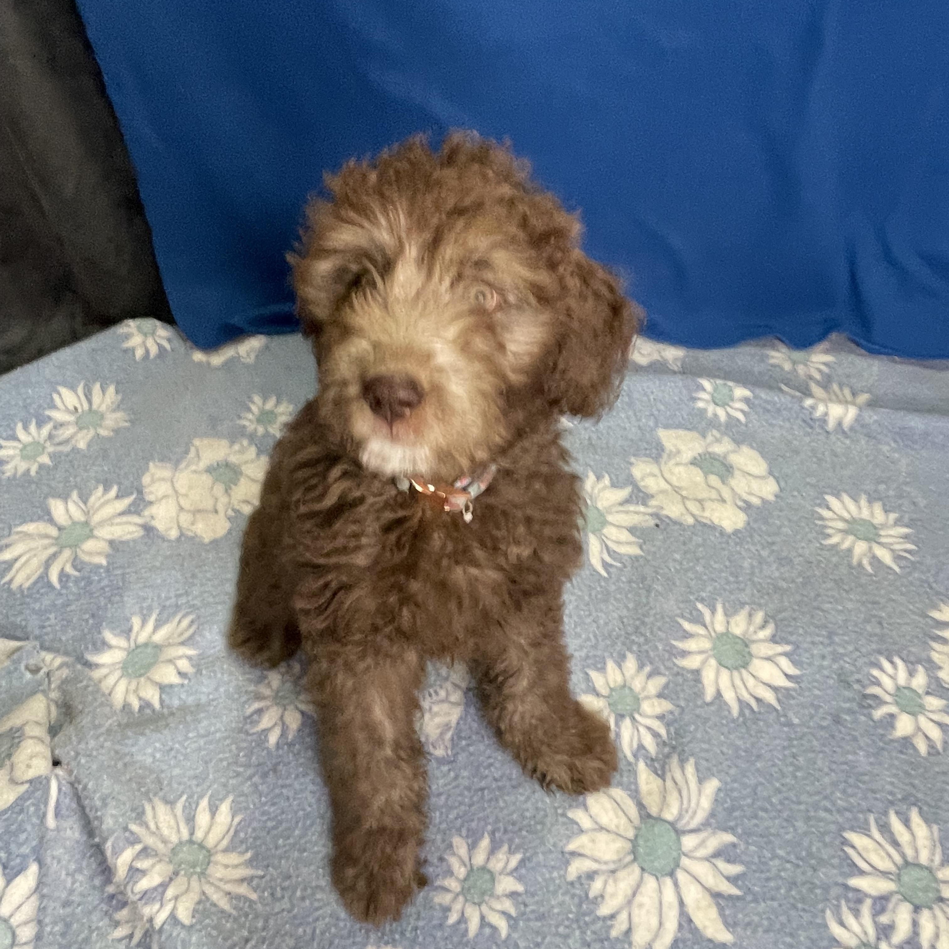 Enlarge CoCo, an adopted mixed breed in Lacon, IL image 3/4