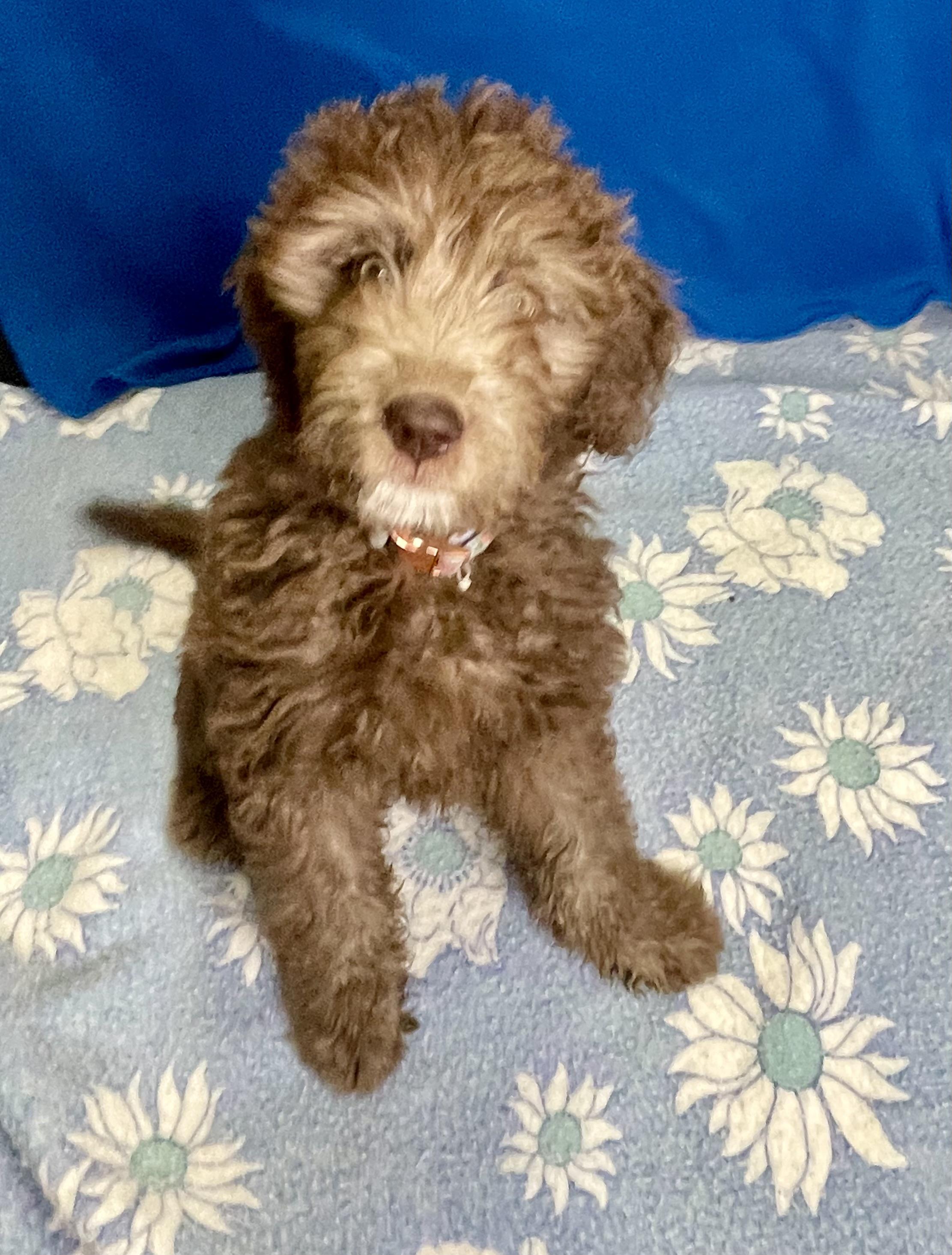 CoCo, adopted, Puppy Female Poodle & Australian Shepherd.