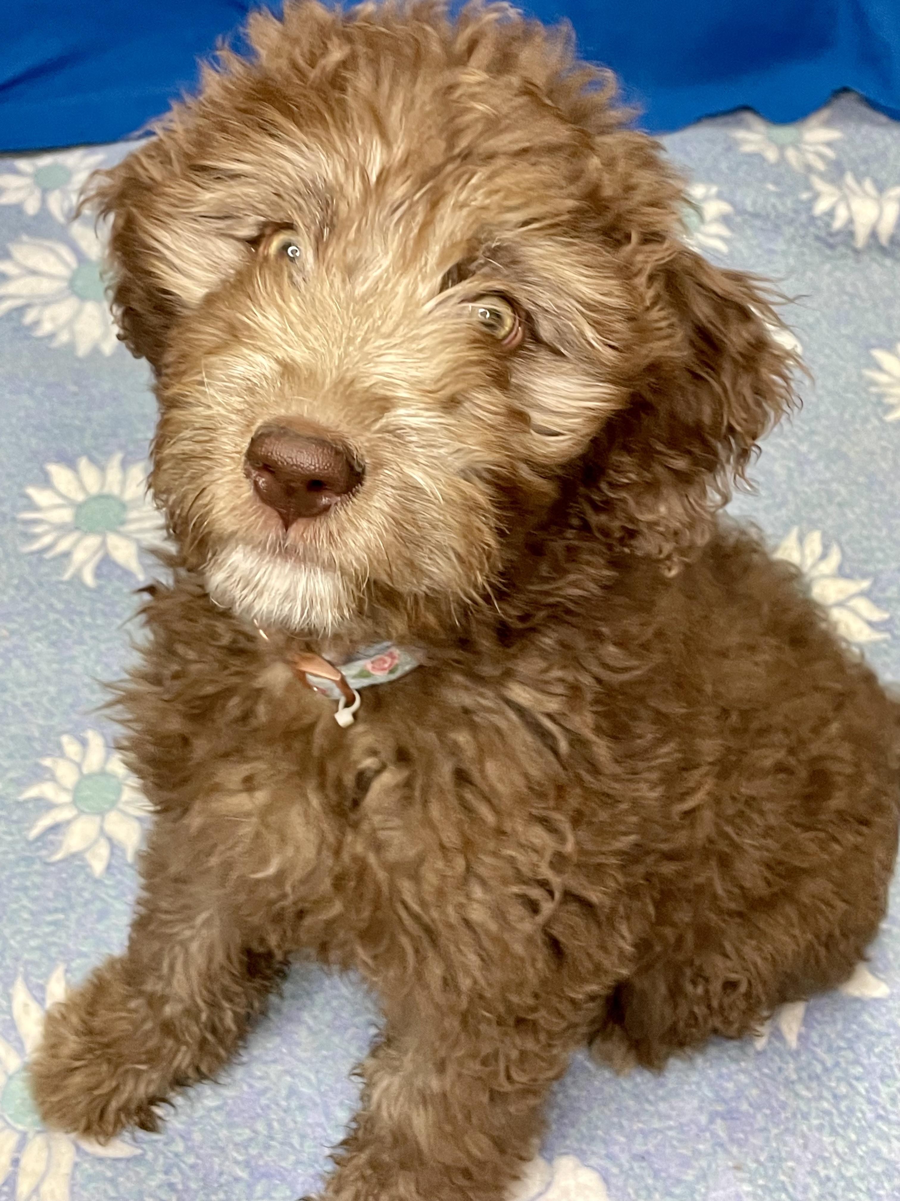 Enlarge CoCo, an adopted mixed breed in Lacon, IL image 2/4