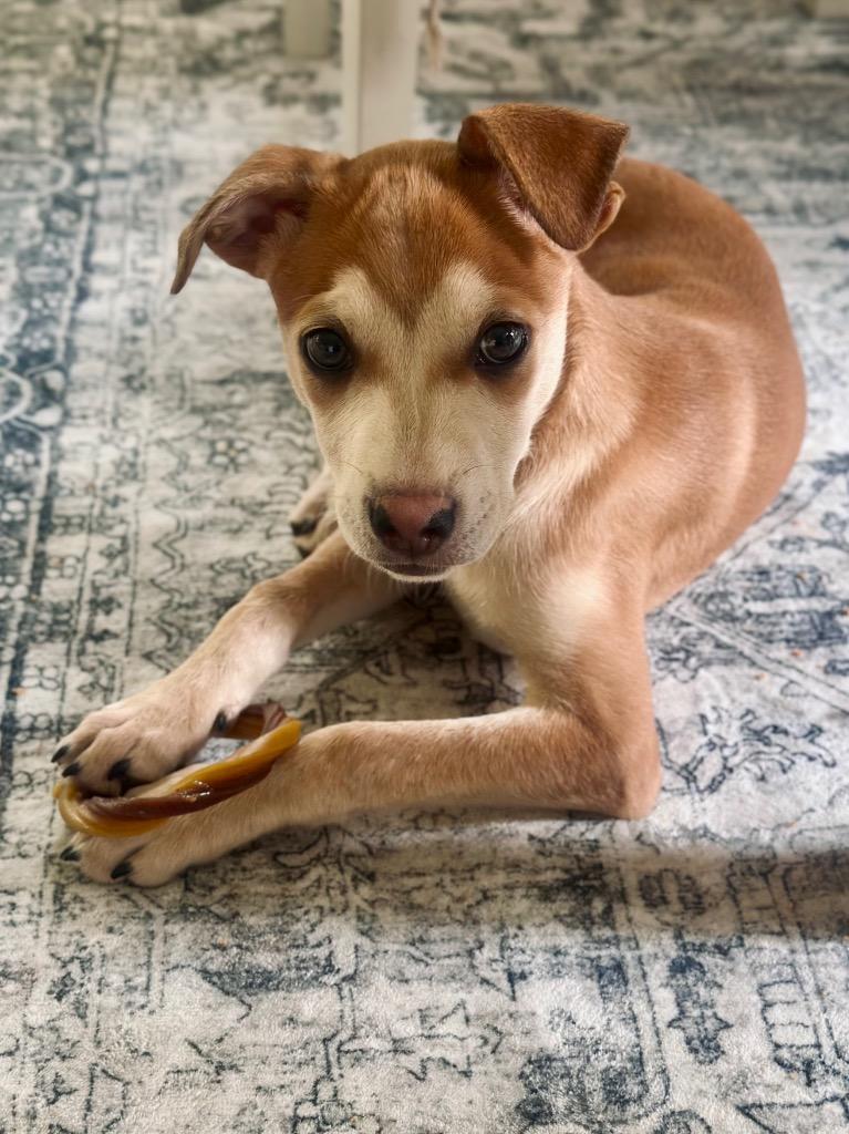 Enlarge Armstrong, a Adoptable mixed breed in Alvin, TX image 3/3