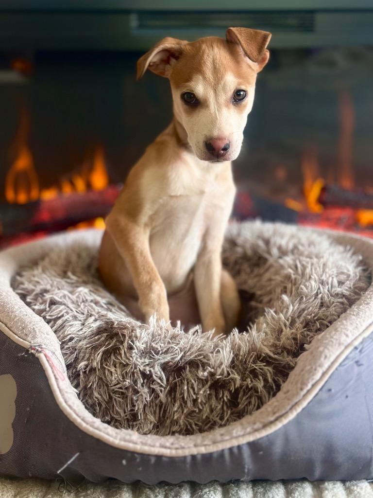 Armstrong, Adoptable, Young Male Miniature Pinscher & Doberman Pinscher.