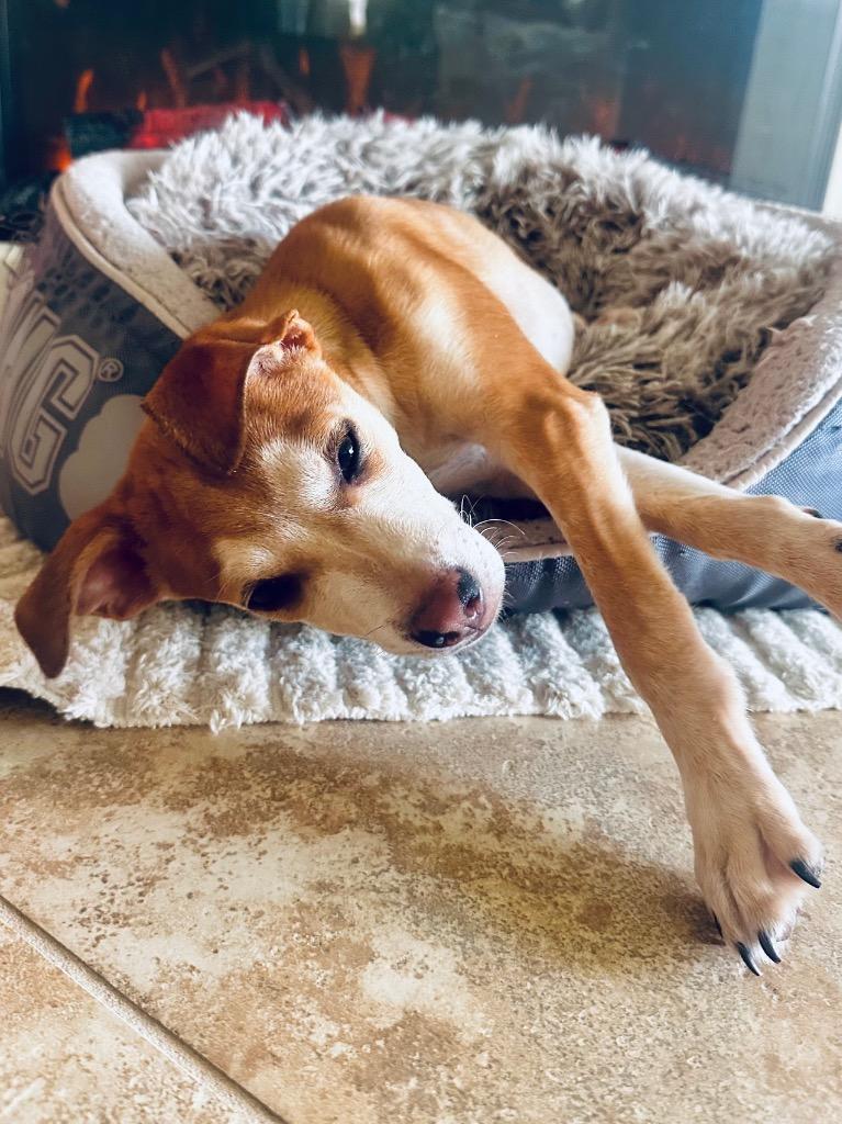 Enlarge Armstrong, a Adoptable mixed breed in Alvin, TX image 2/3