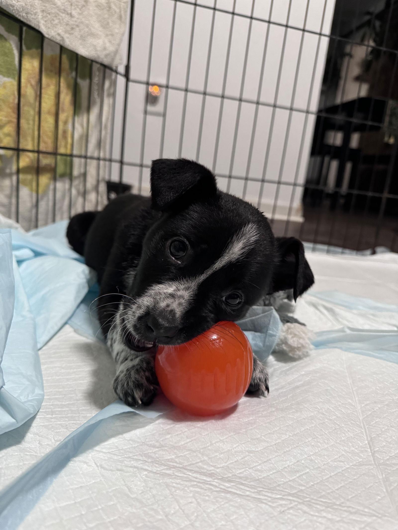 Sugarplum thumbnail 2