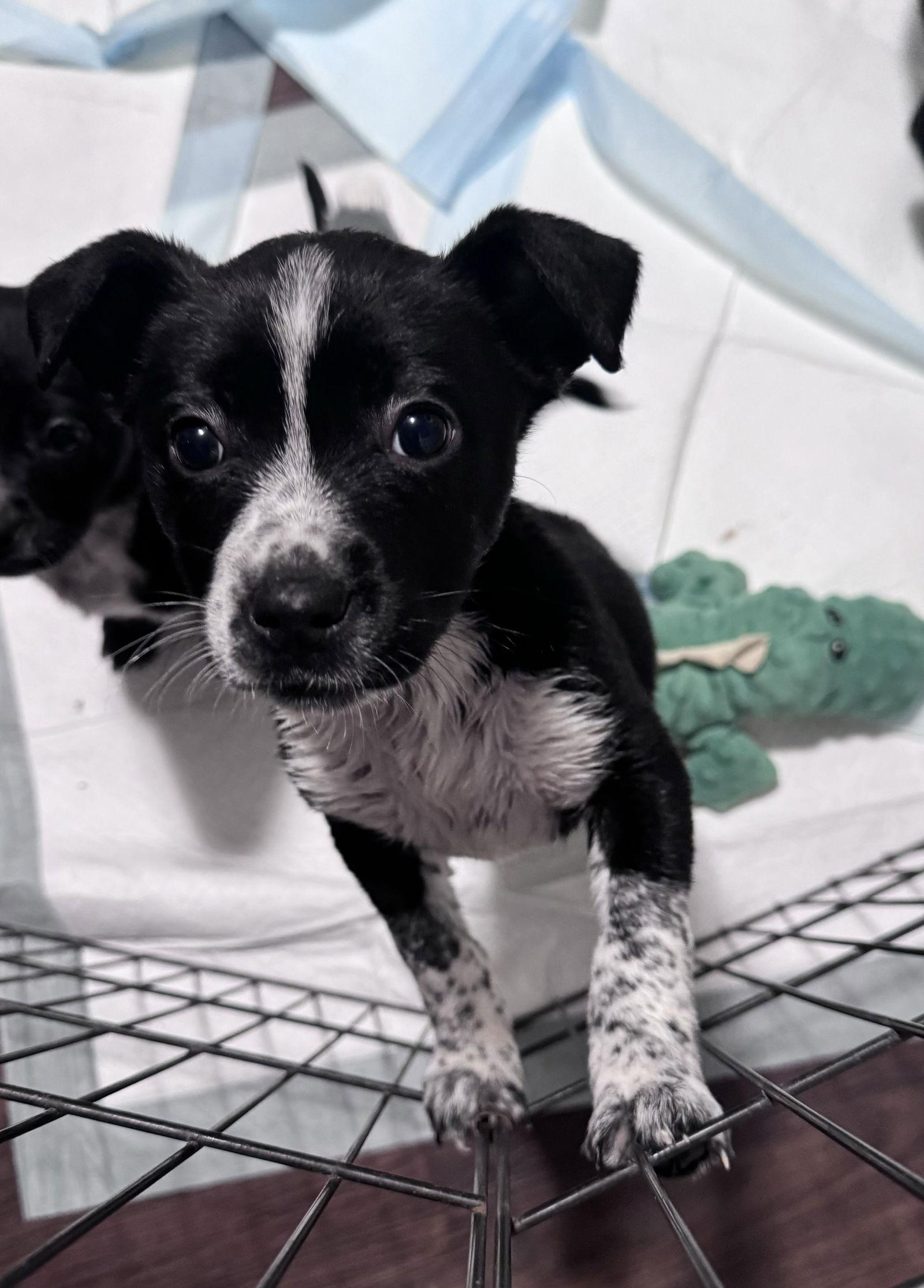 Sugarplum thumbnail 3