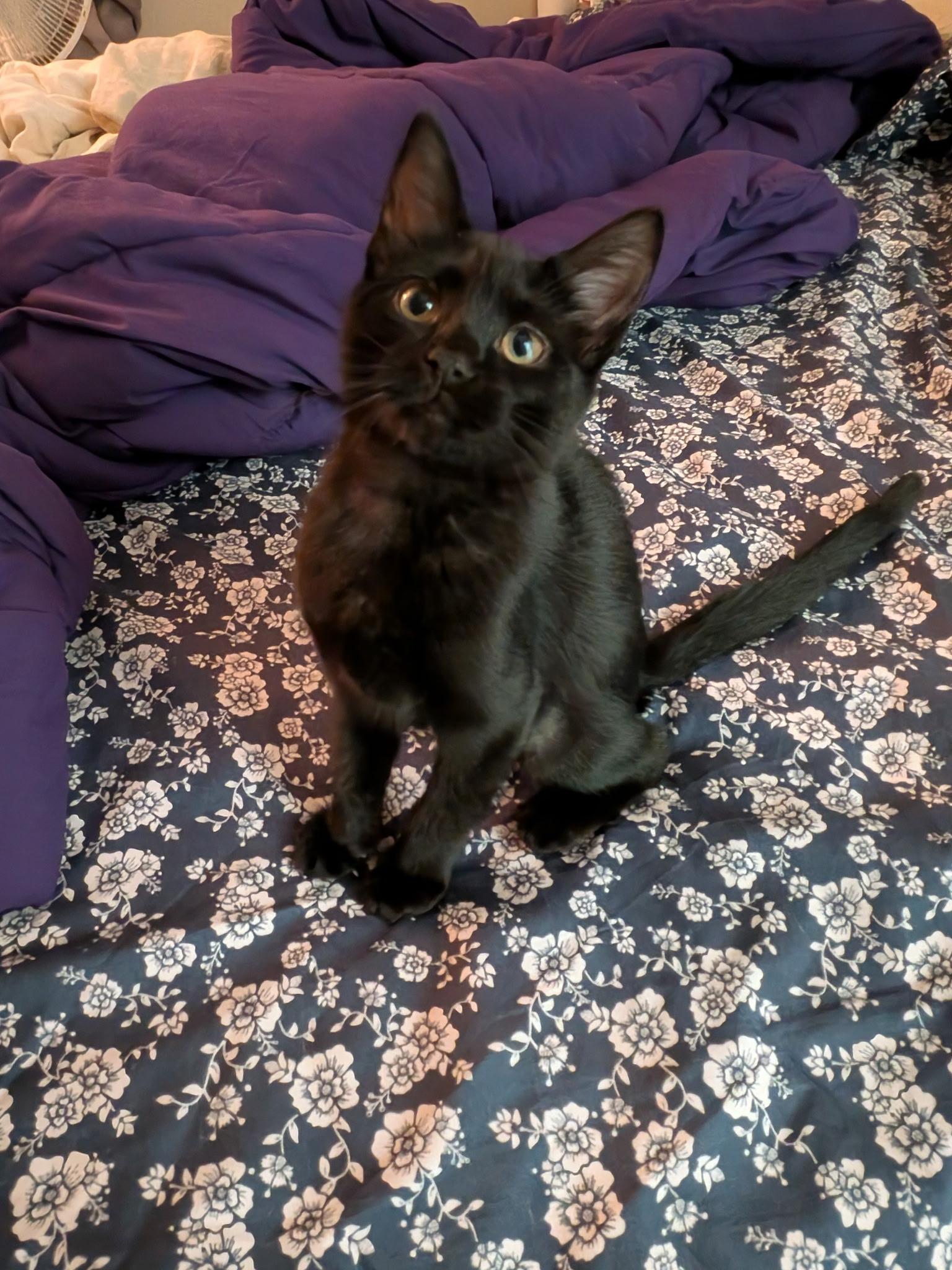 Luna, adopted, Kitten Female Domestic Short Hair.
