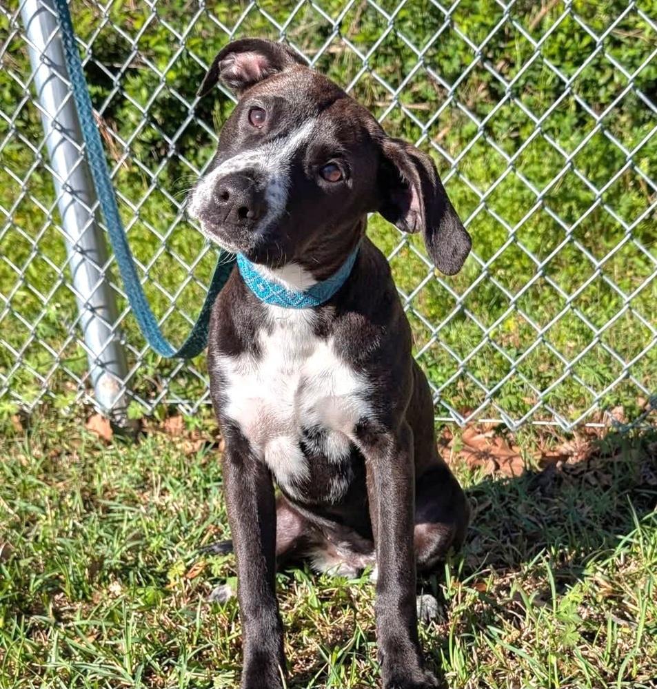 Joan, Adoptable, Puppy Female Mixed Breed.
