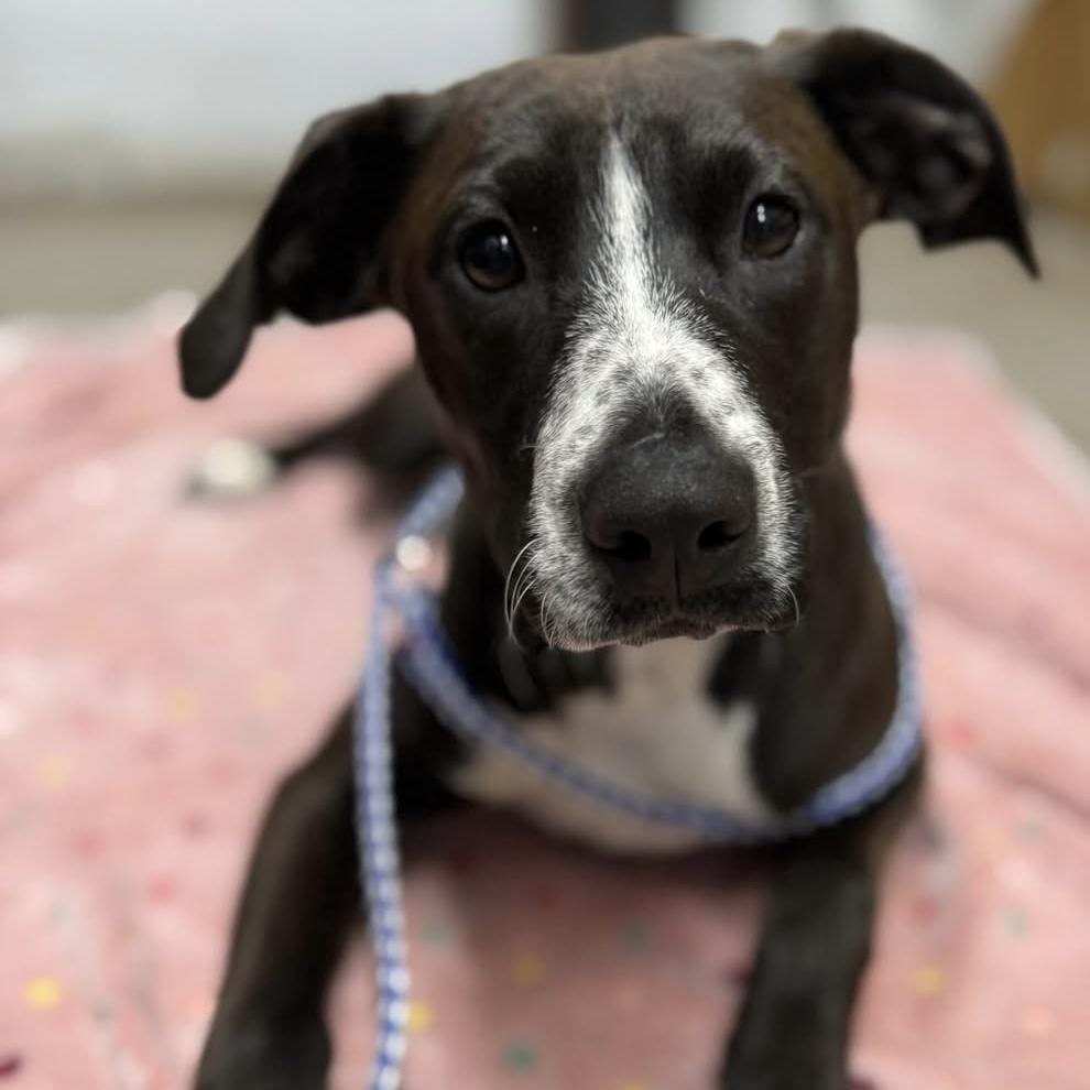 Joan, a Adoptable mixed breed in Groveland, MA image 2/3