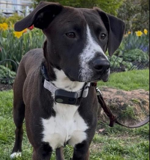 Joan, a Adoptable mixed breed in Groveland, MA image 3/3