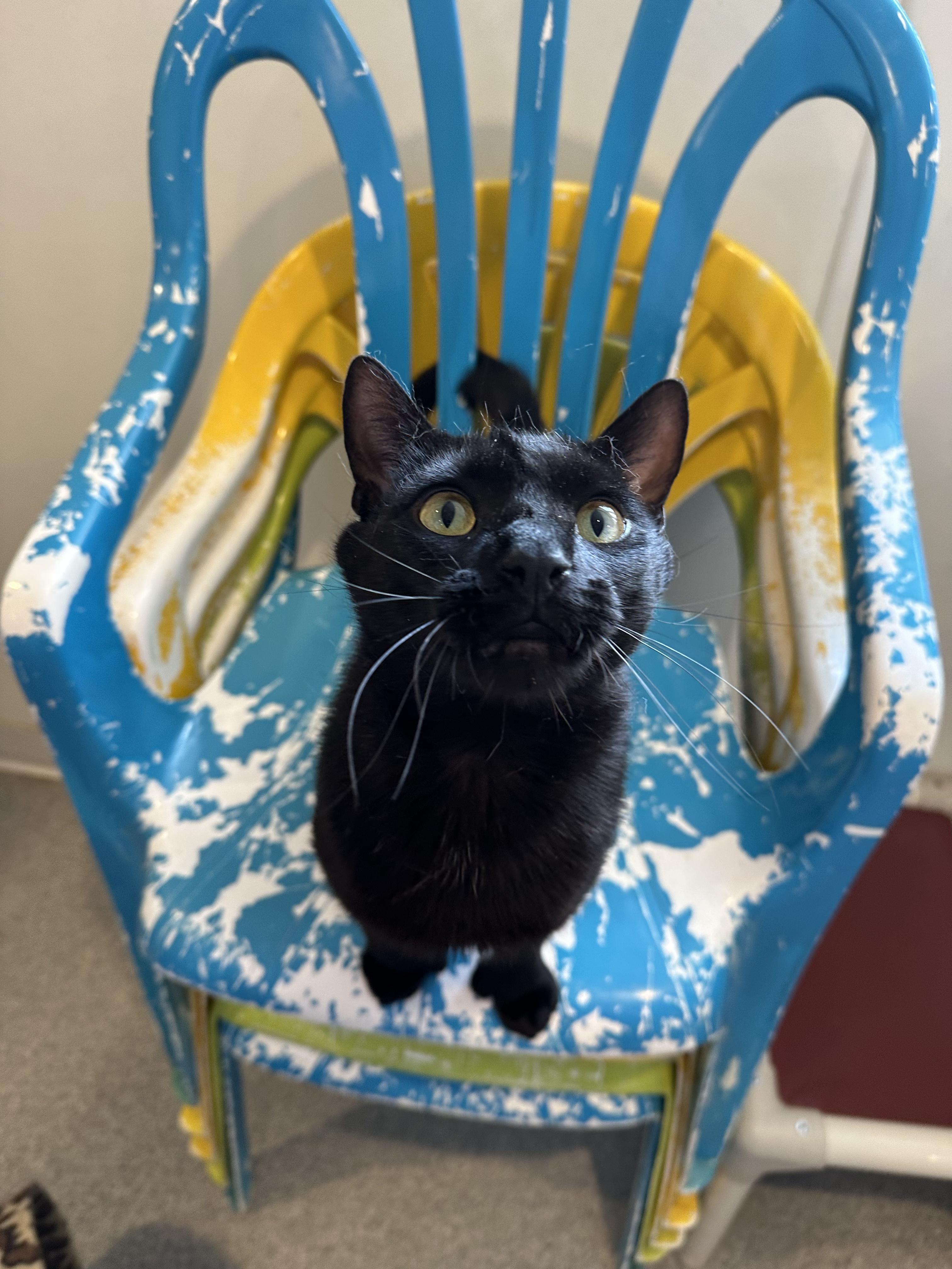 Enlarge Captain Morgan, a Adoptable Domestic Short Hair in Clifton, NJ image 3/5