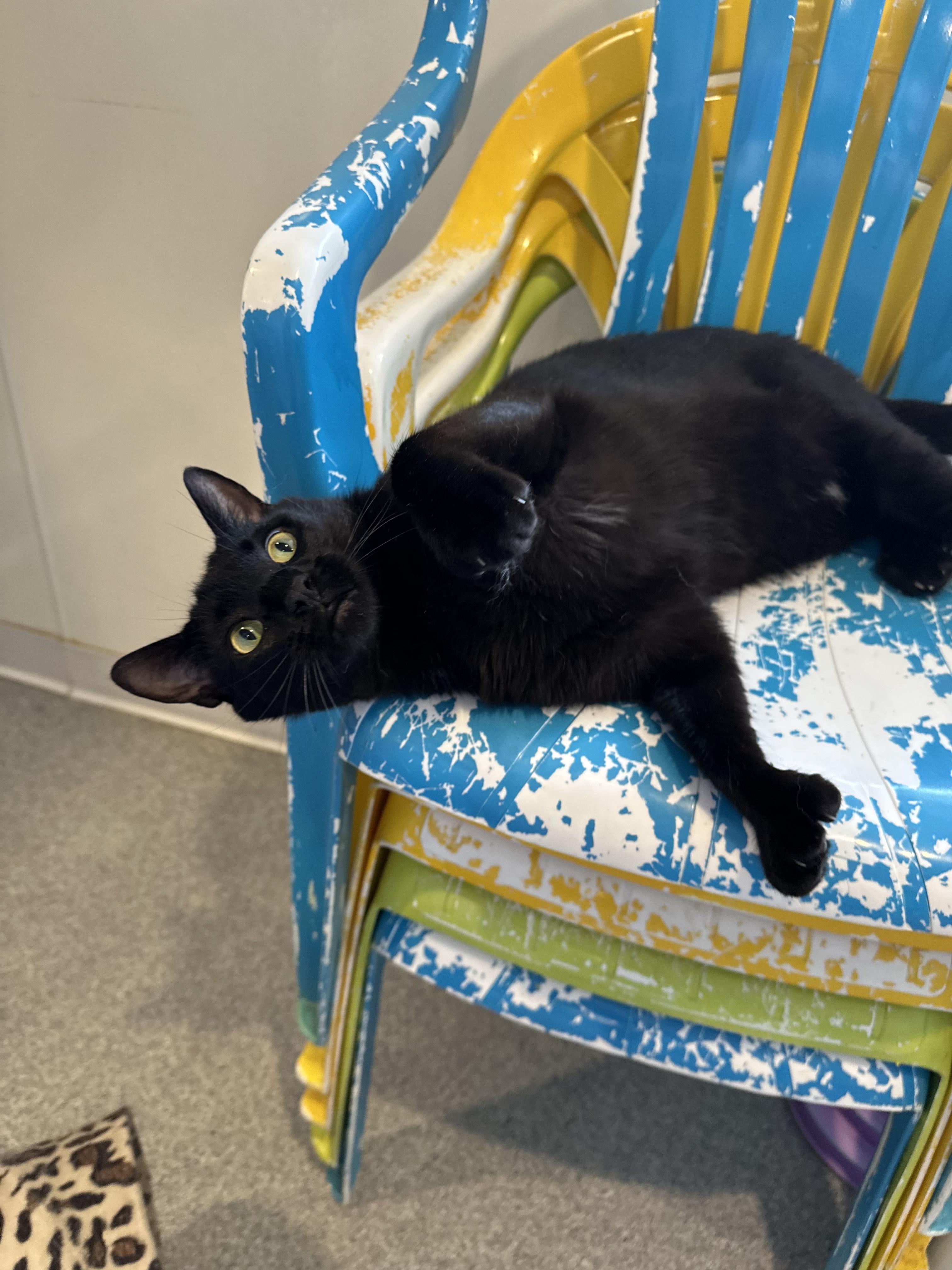 Enlarge Captain Morgan, a Adoptable Domestic Short Hair in Clifton, NJ image 5/5