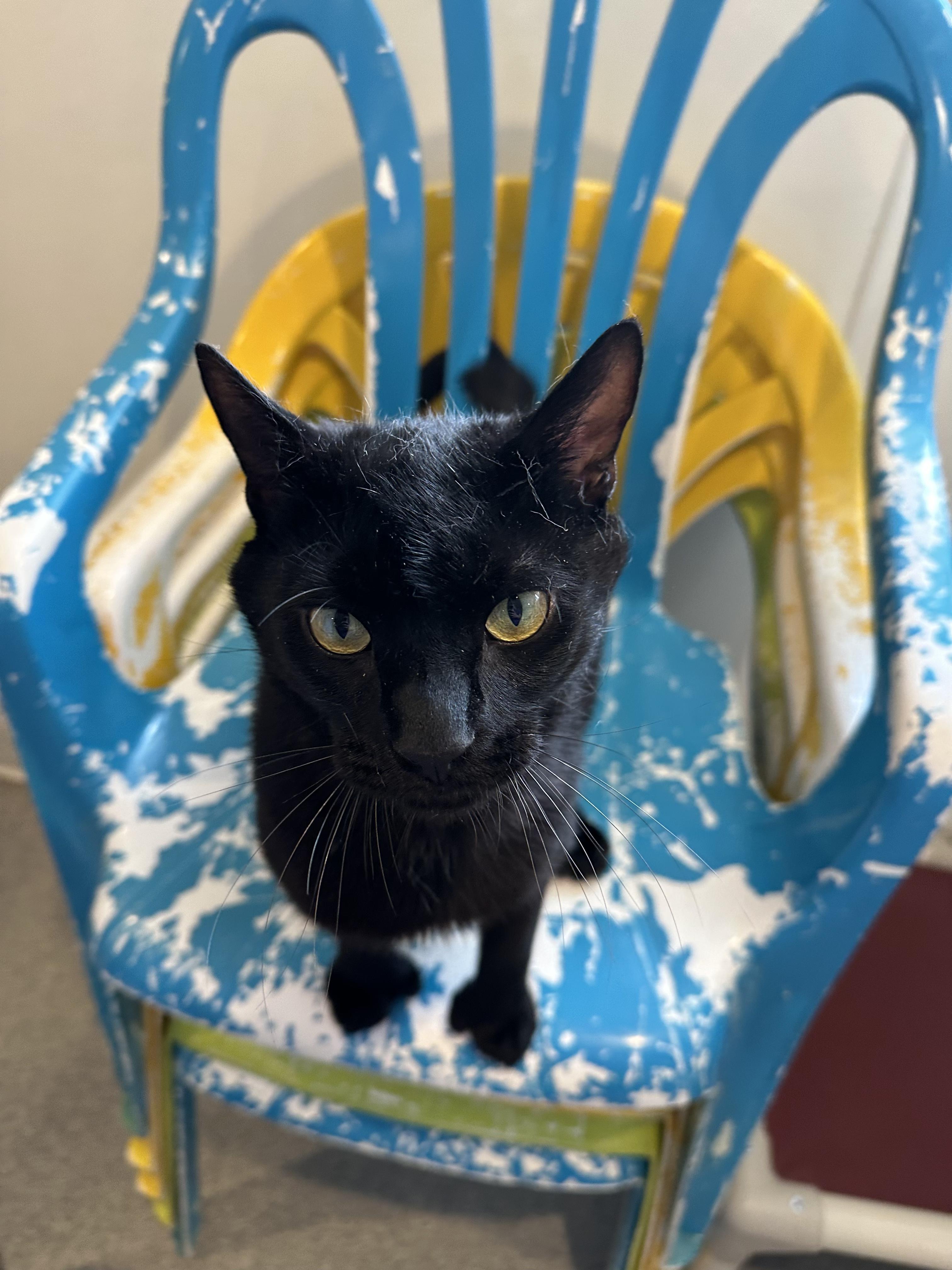 Enlarge Captain Morgan, a Adoptable Domestic Short Hair in Clifton, NJ image 4/5