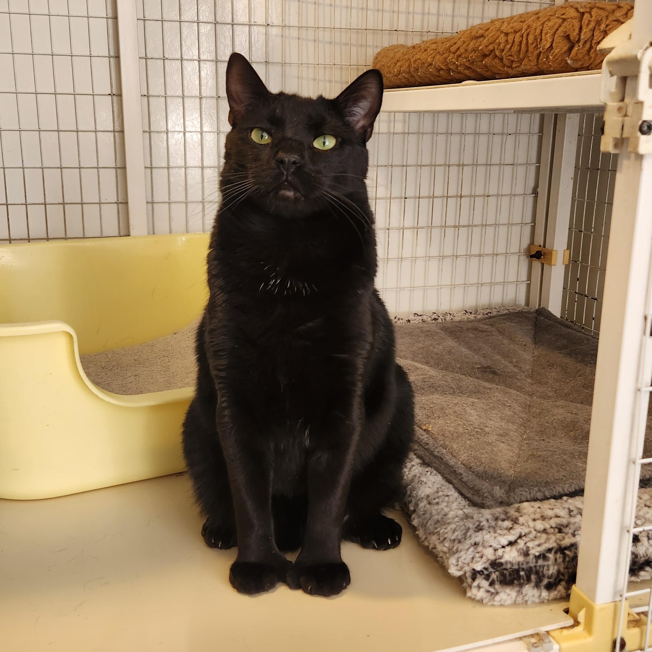 Captain Morgan, a Adoptable Domestic Short Hair in Clifton, NJ image 6/6