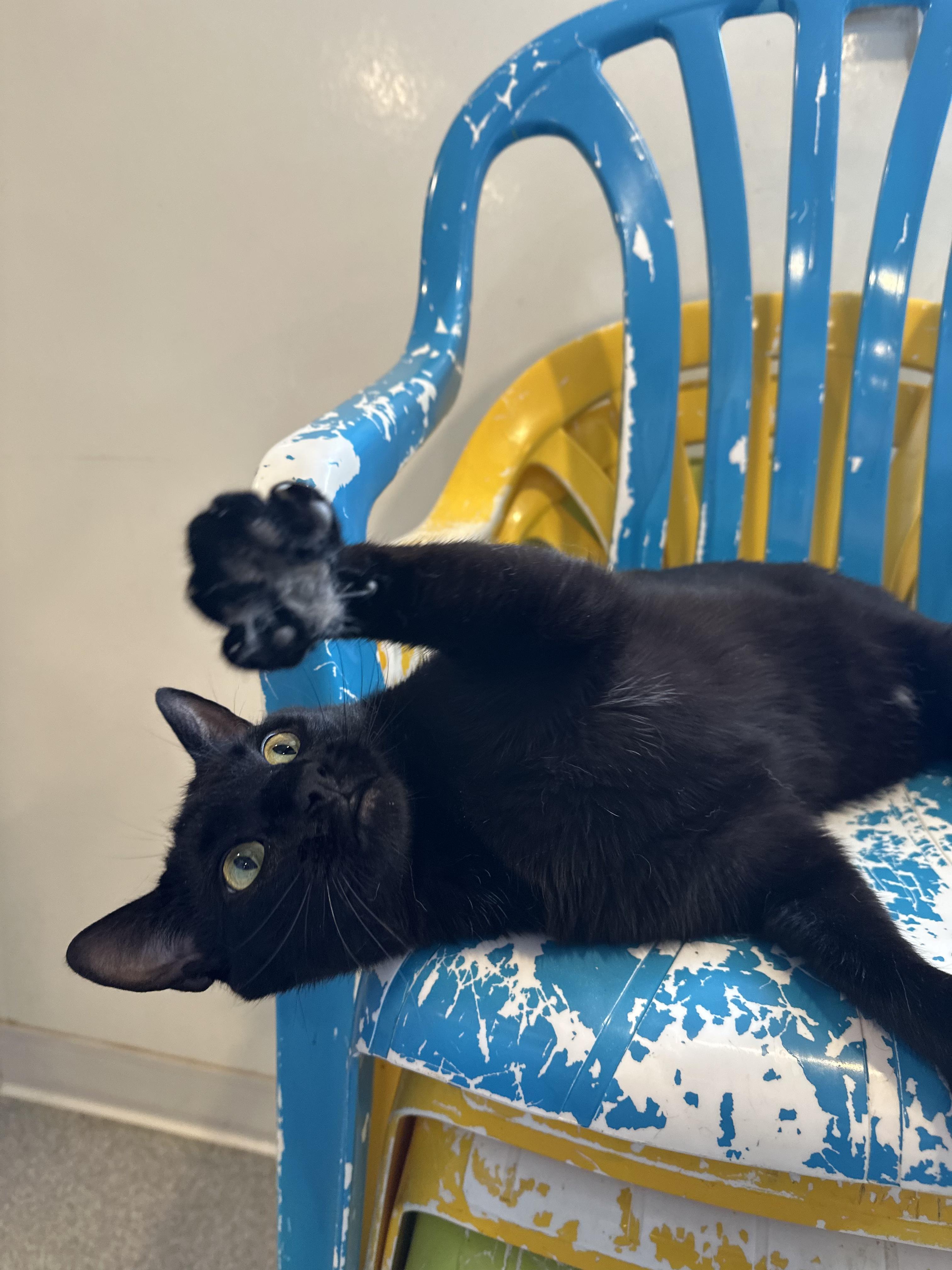 Enlarge Captain Morgan, a Adoptable Domestic Short Hair in Clifton, NJ image 1/5