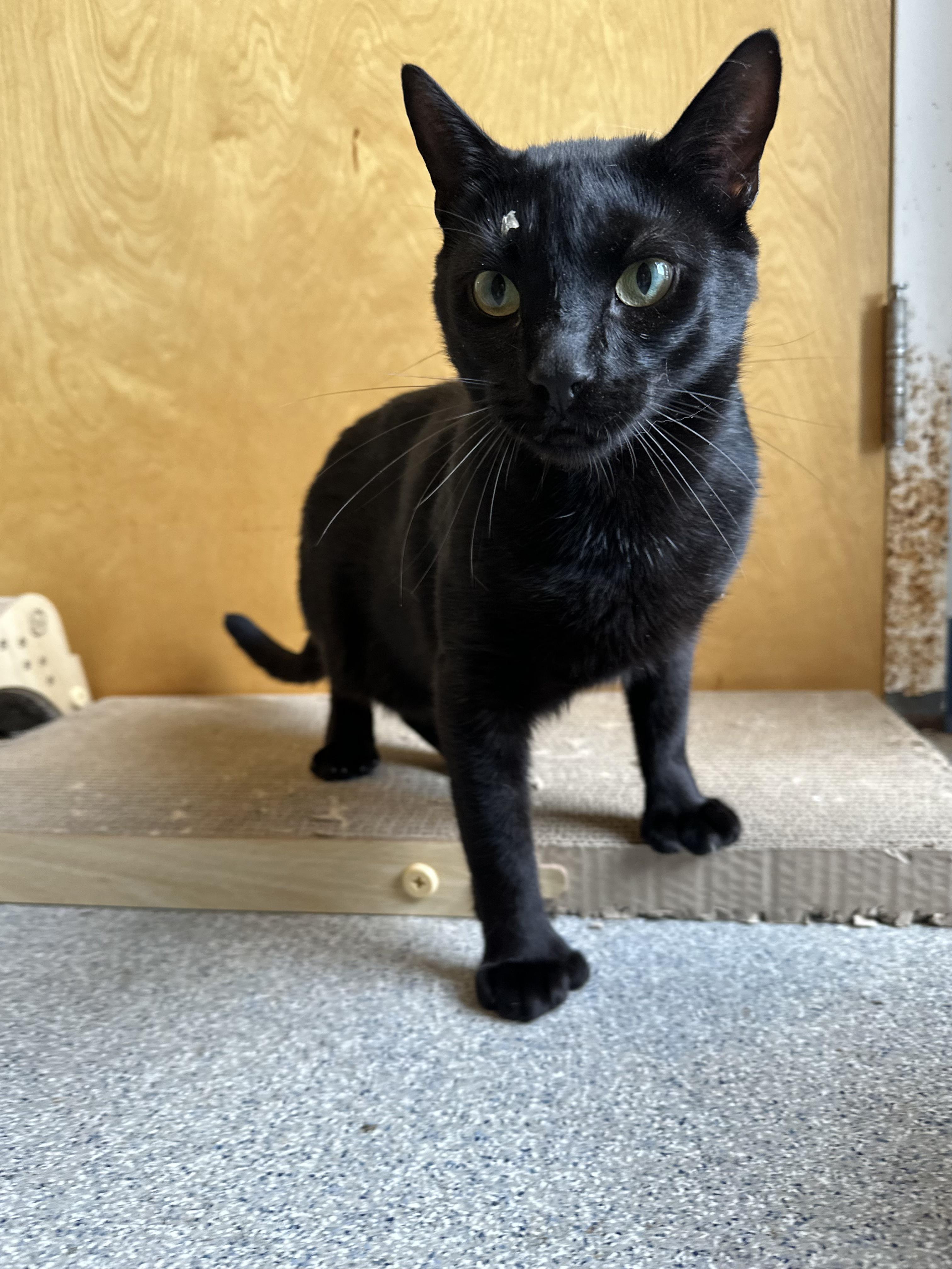 Enlarge Captain Morgan, a Adoptable Domestic Short Hair in Clifton, NJ image 2/5