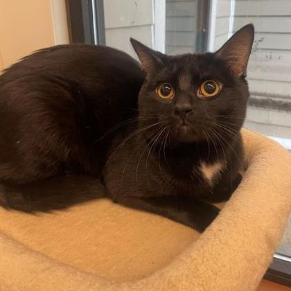 Pi, an adoptable Domestic Short Hair in Rochester, MN image 2/2