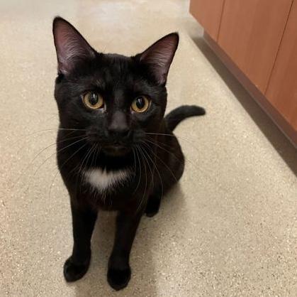 Pi, adoptable, Adult Male Domestic Short Hair.