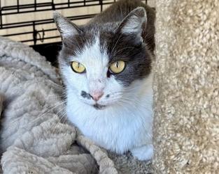 Enlarge Slinky, a Adoptable mixed breed in San Diego, CA image 1/2