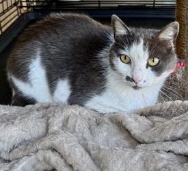 Enlarge Slinky, a Adoptable mixed breed in San Diego, CA image 2/2