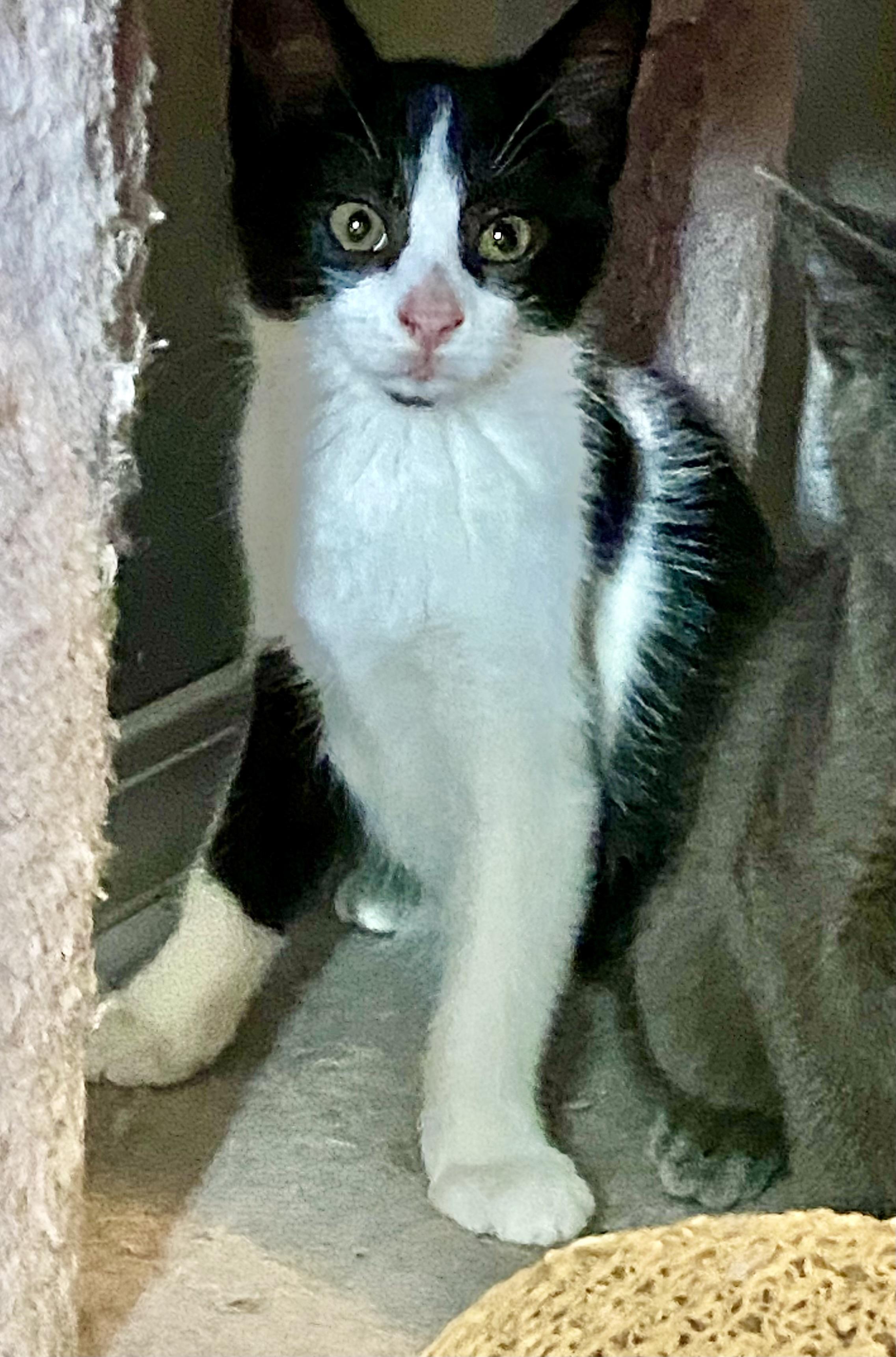 Enlarge Moo (CH-Wobbly Cat Syndrome), a Adoptable Domestic Short Hair in Port Washington, WI image 2/4