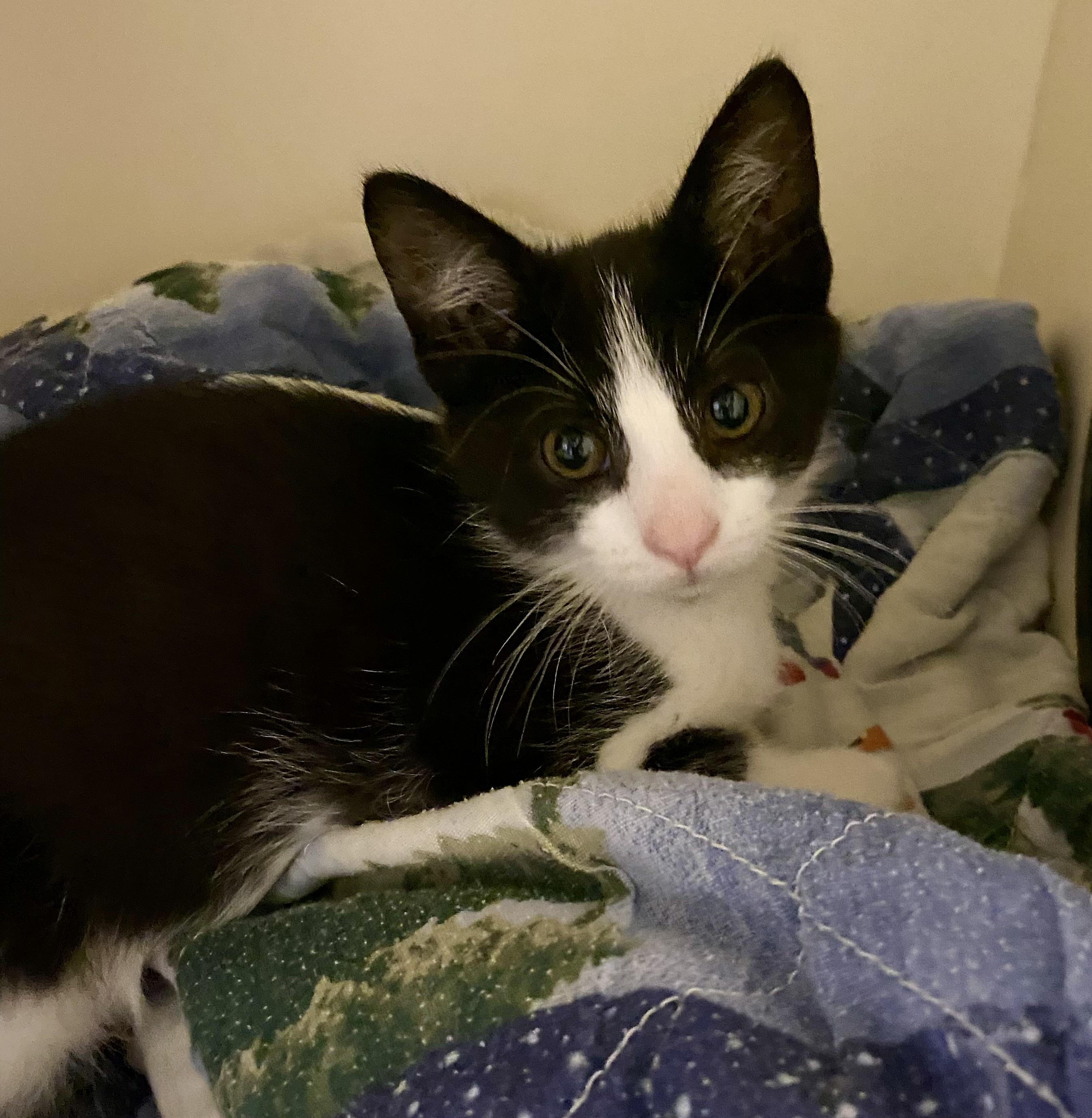 Moo (CH-Wobbly Cat Syndrome), Adoptable, Kitten Female Domestic Short Hair.
