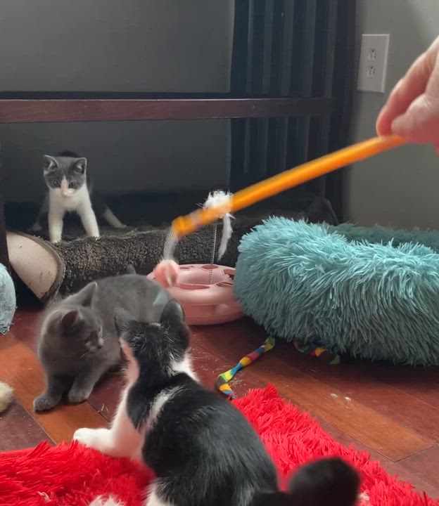 Enlarge Moo (CH-Wobbly Cat Syndrome), a Adoptable Domestic Short Hair in Port Washington, WI video 3/4