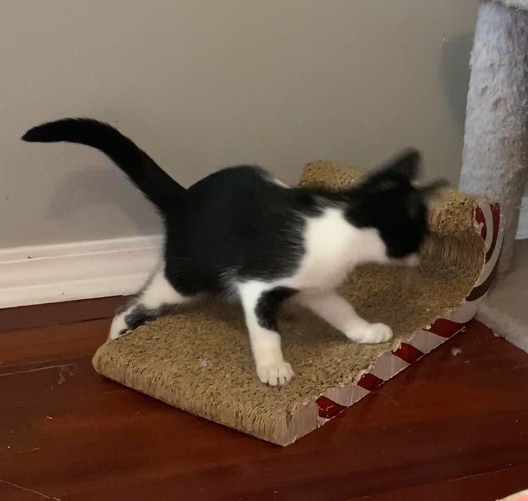 Enlarge Moo (CH-Wobbly Cat Syndrome), a Adoptable Domestic Short Hair in Port Washington, WI video 4/4