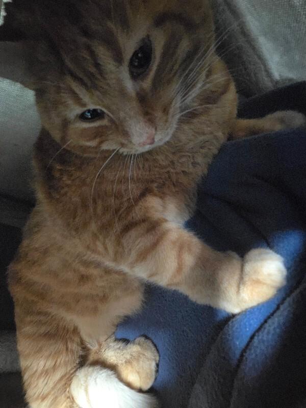 Maximus, a Adoptable Domestic Medium Hair in Yankton, SD image 1/2