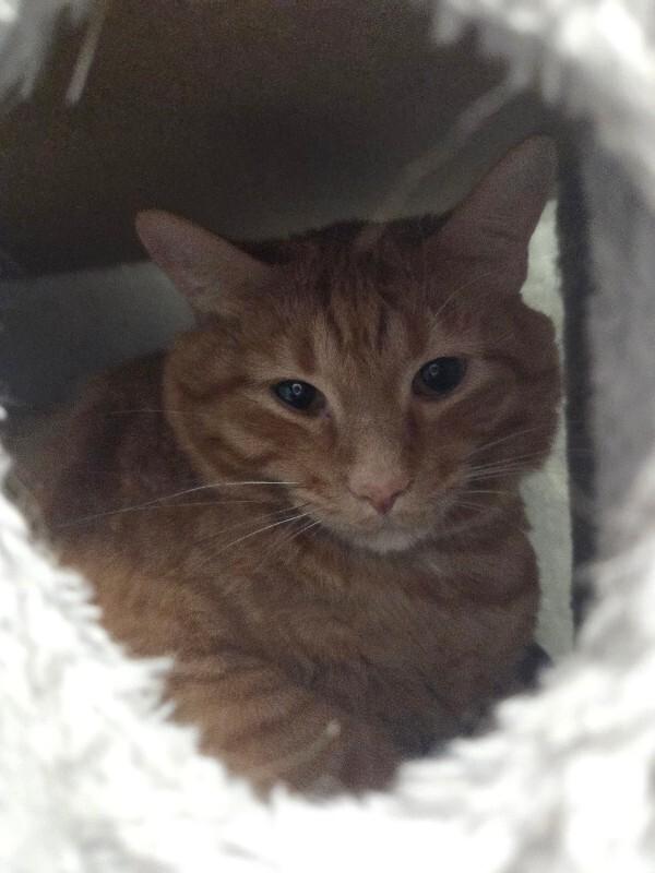 Maximus, a Adoptable Domestic Medium Hair in Yankton, SD image 2/2