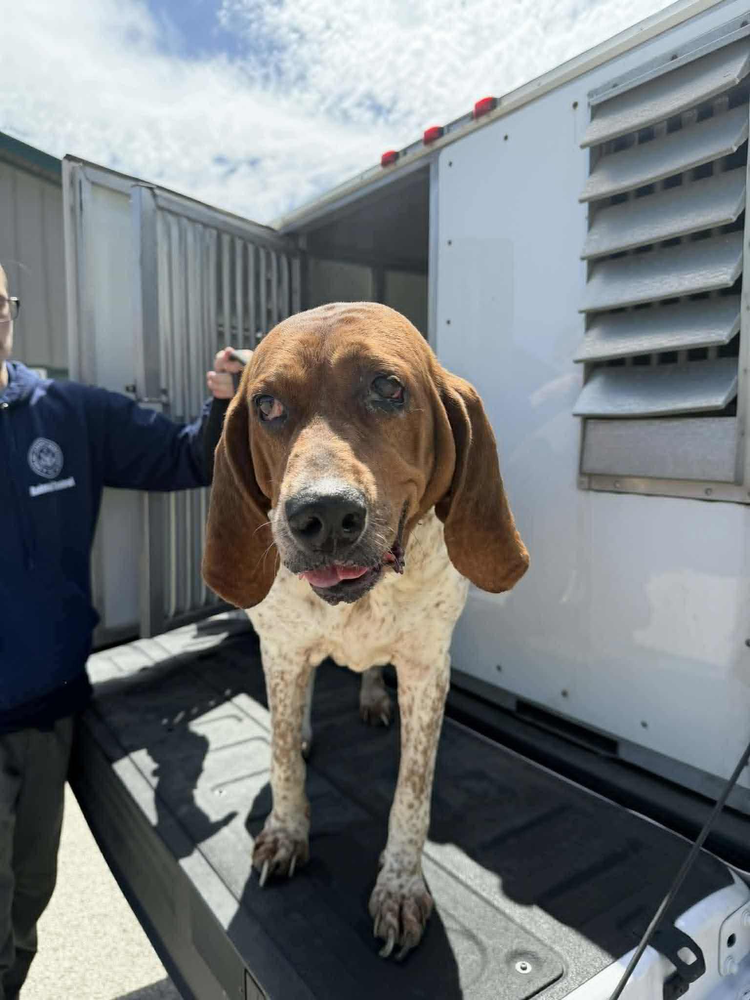 Enlarge Lyra - Foster Me!, a ADOPTABLE English Coonhound in North Bay, ON image 2/3