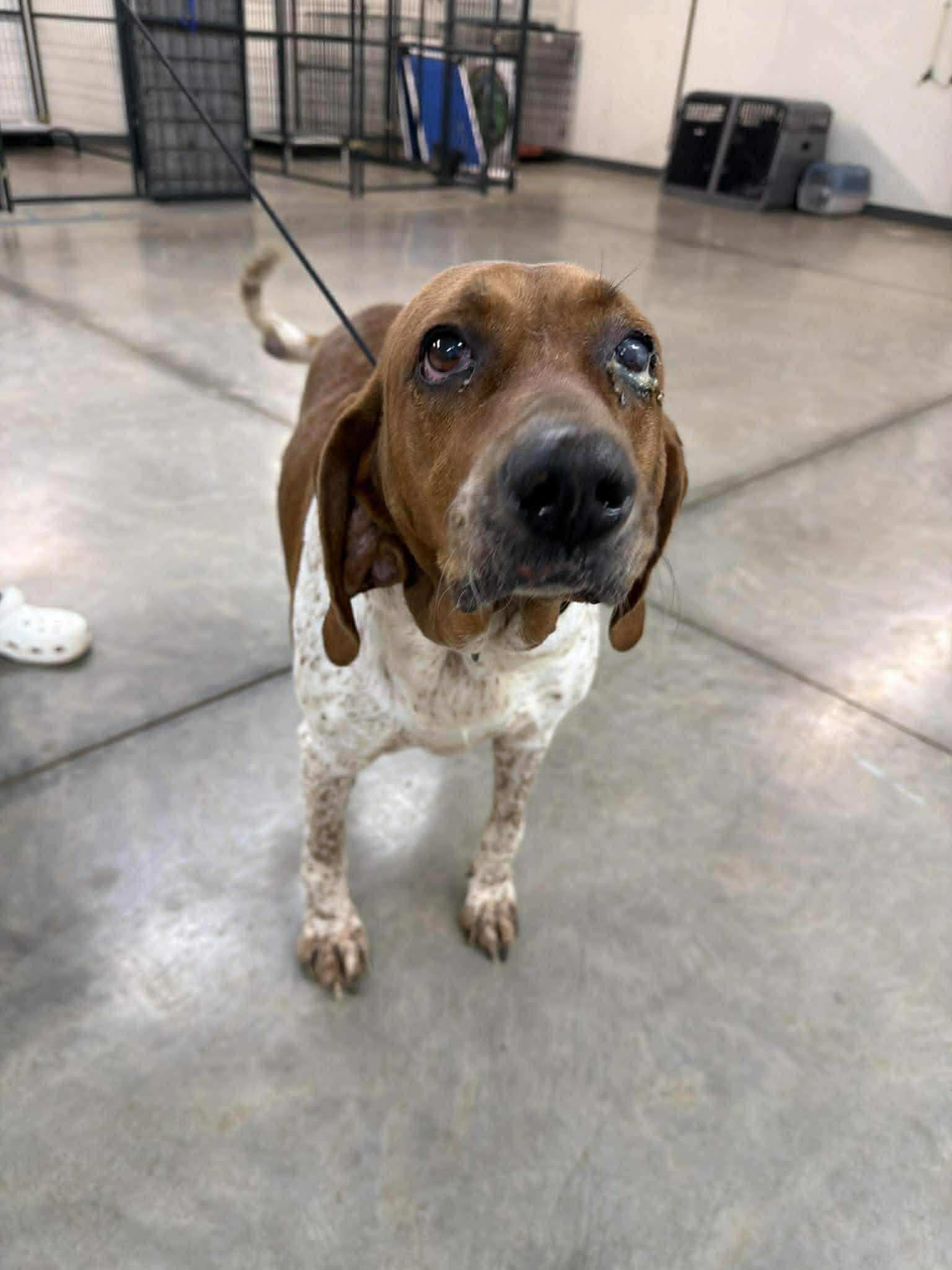 Enlarge Lyra - Foster Me!, a ADOPTABLE English Coonhound in North Bay, ON image 1/3