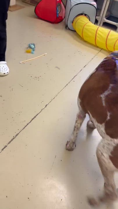 Enlarge Lyra - Foster Me!, a ADOPTABLE English Coonhound in North Bay, ON video 3/3