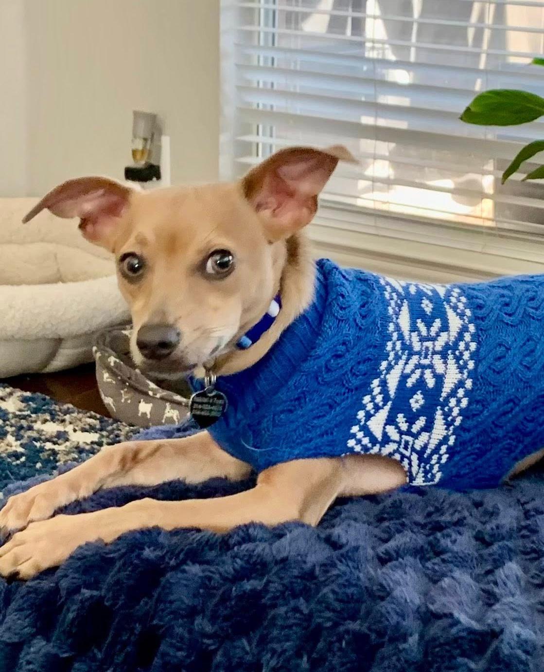 Chance, adopted, Young Male Chihuahua.