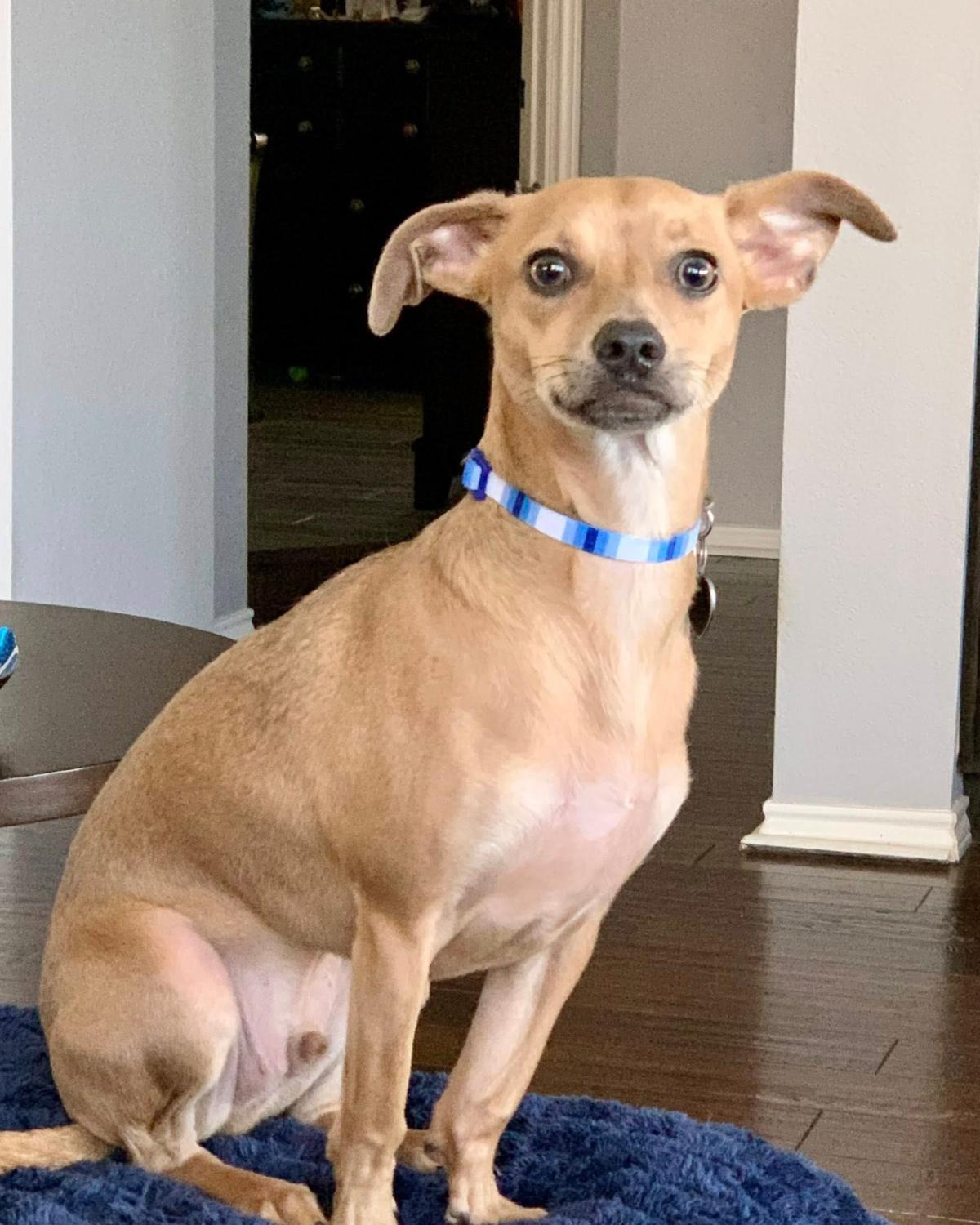 Enlarge Chance, an adopted mixed breed in Frisco, TX image 2/2