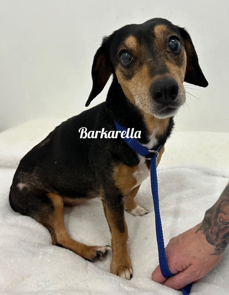 Barkarella, Adoptable, Senior Female Dachshund.