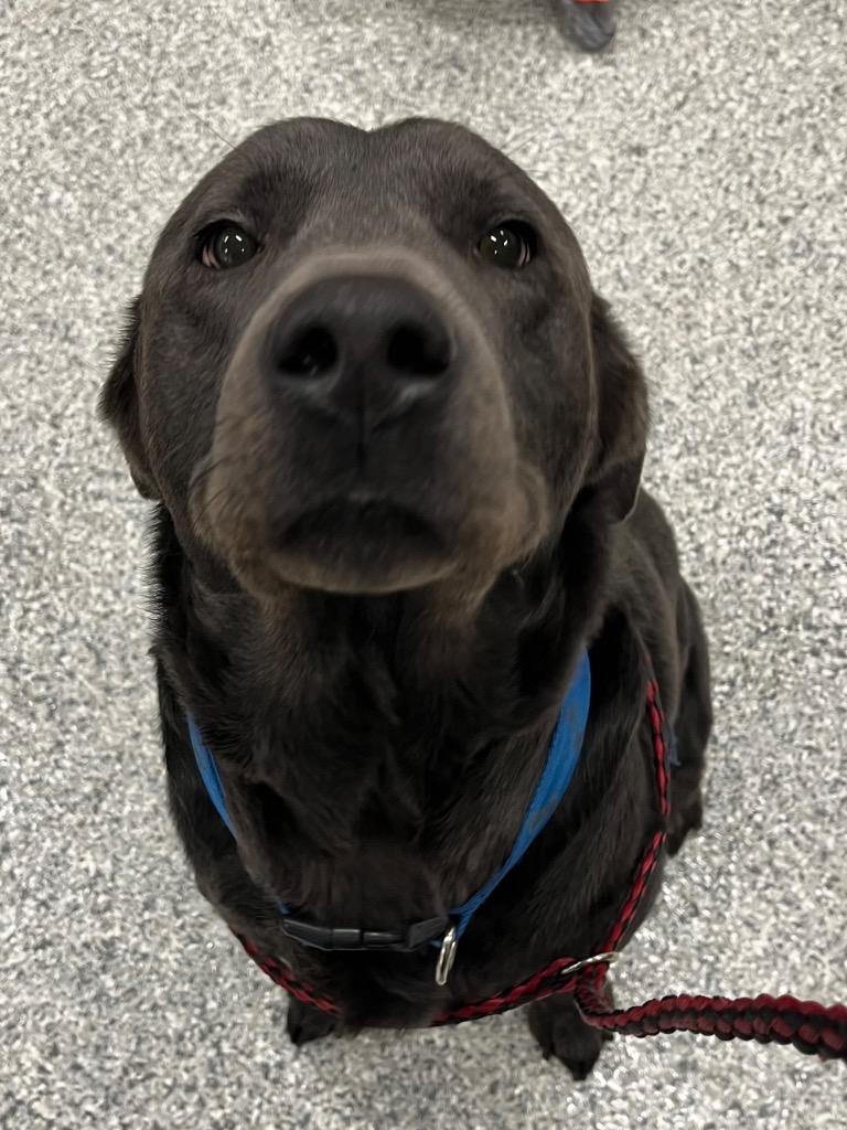 Blue, a Adopted Chocolate Labrador Retriever in Auburn, IN image 1/2