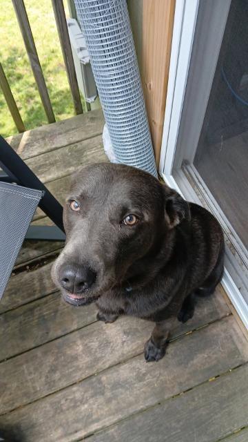 Blue, a Adopted Chocolate Labrador Retriever in Auburn, IN image 2/2