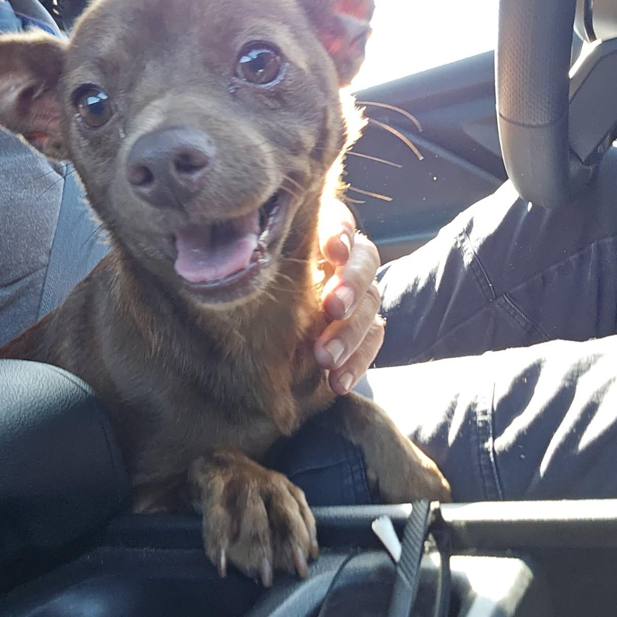 Ron Fleasly, ADOPTABLE, Adult Male Chihuahua.