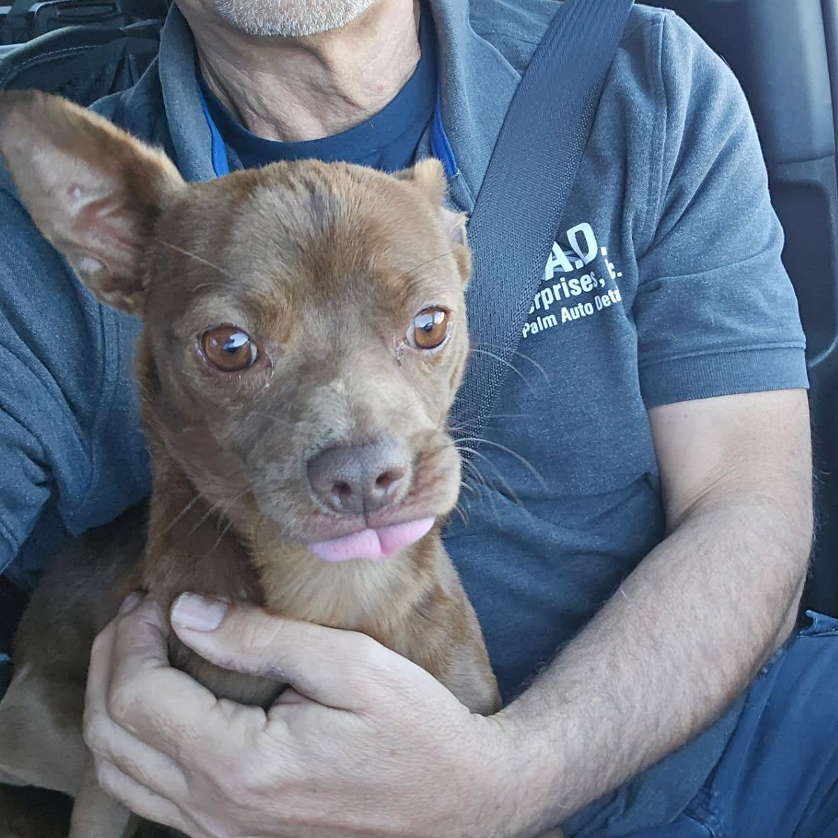 Ron Fleasly, a ADOPTABLE Chihuahua in Greenville, SC image 3/3