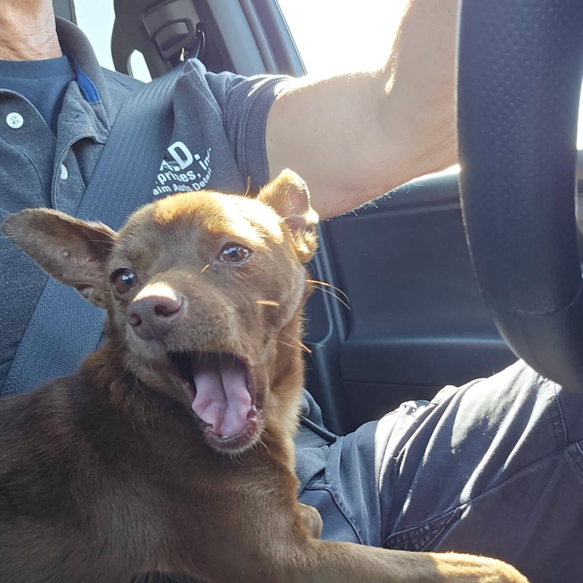 Ron Fleasly, a ADOPTABLE Chihuahua in Greenville, SC image 2/3