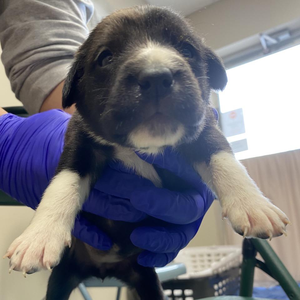 Roasted Brussel Sprouts, Adoptable, Puppy Female Mastiff.