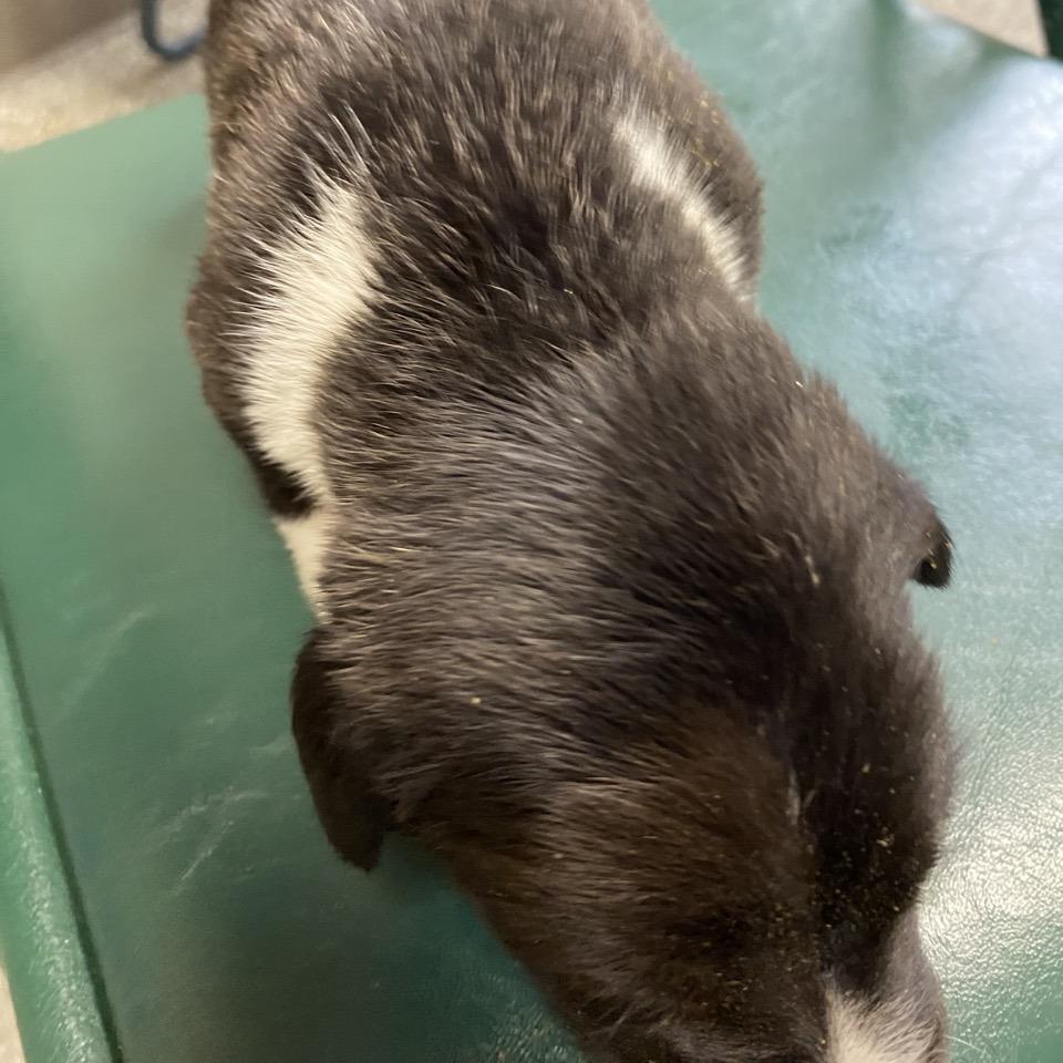 Enlarge Roasted Brussel Sprouts, a Adoptable mixed breed in Norfolk, NE image 2/4