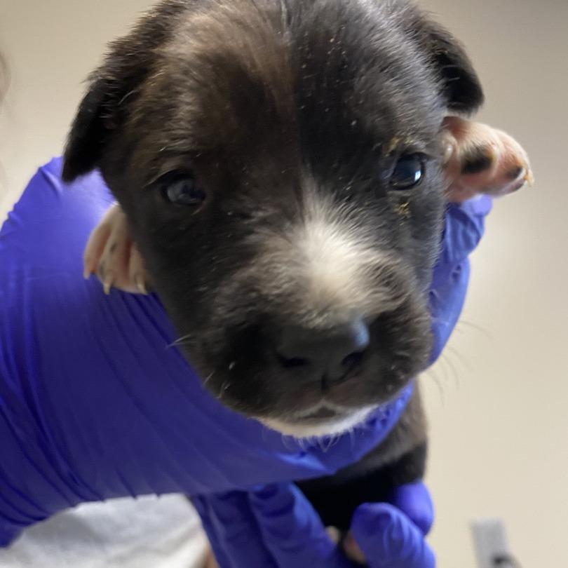 Enlarge Roasted Brussel Sprouts, a Adoptable mixed breed in Norfolk, NE image 3/4