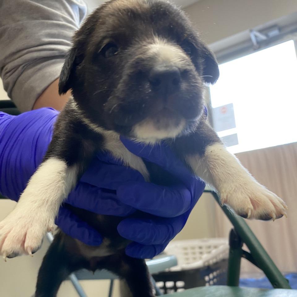 Enlarge Roasted Brussel Sprouts, a Adoptable mixed breed in Norfolk, NE image 4/4