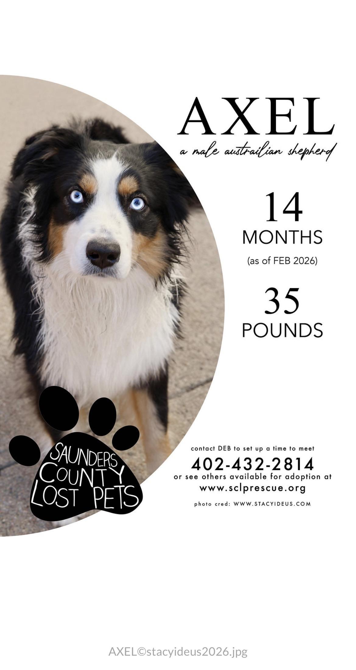 Axel, ADOPTABLE, Adult Male Australian Shepherd.
