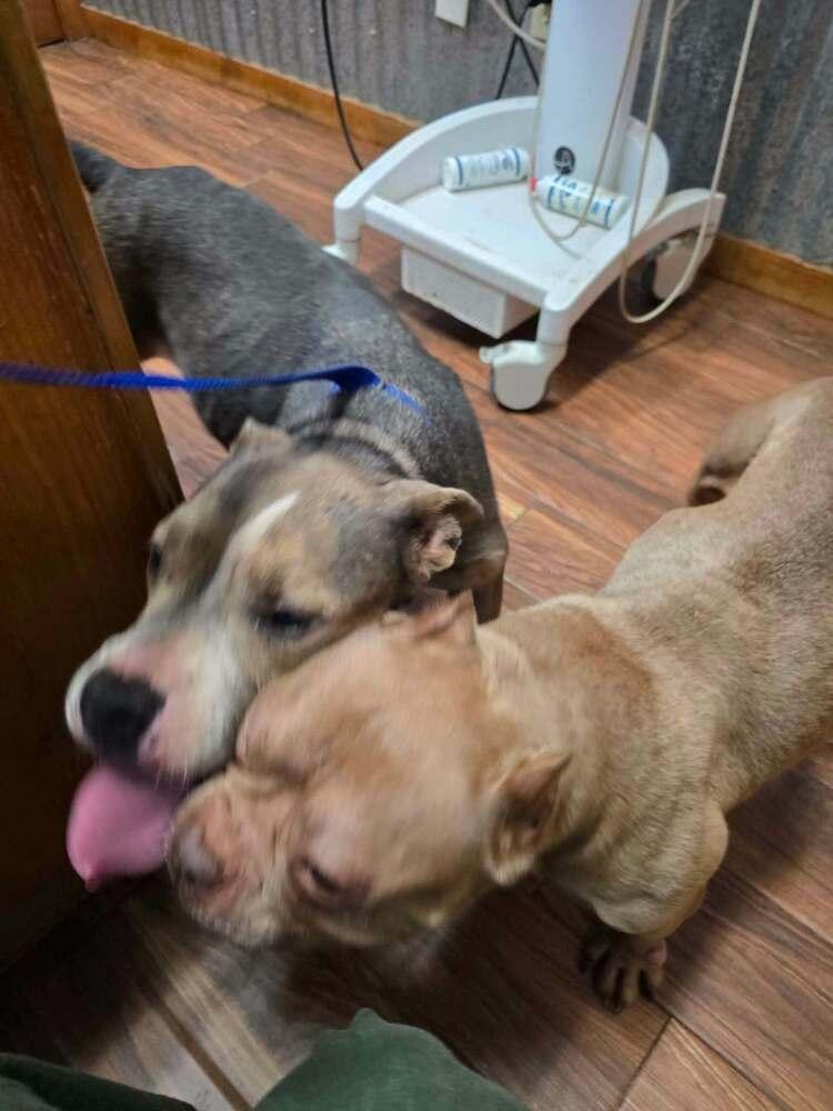 Darcy (TX), Adoptable, Adult Female Pit Bull Terrier.