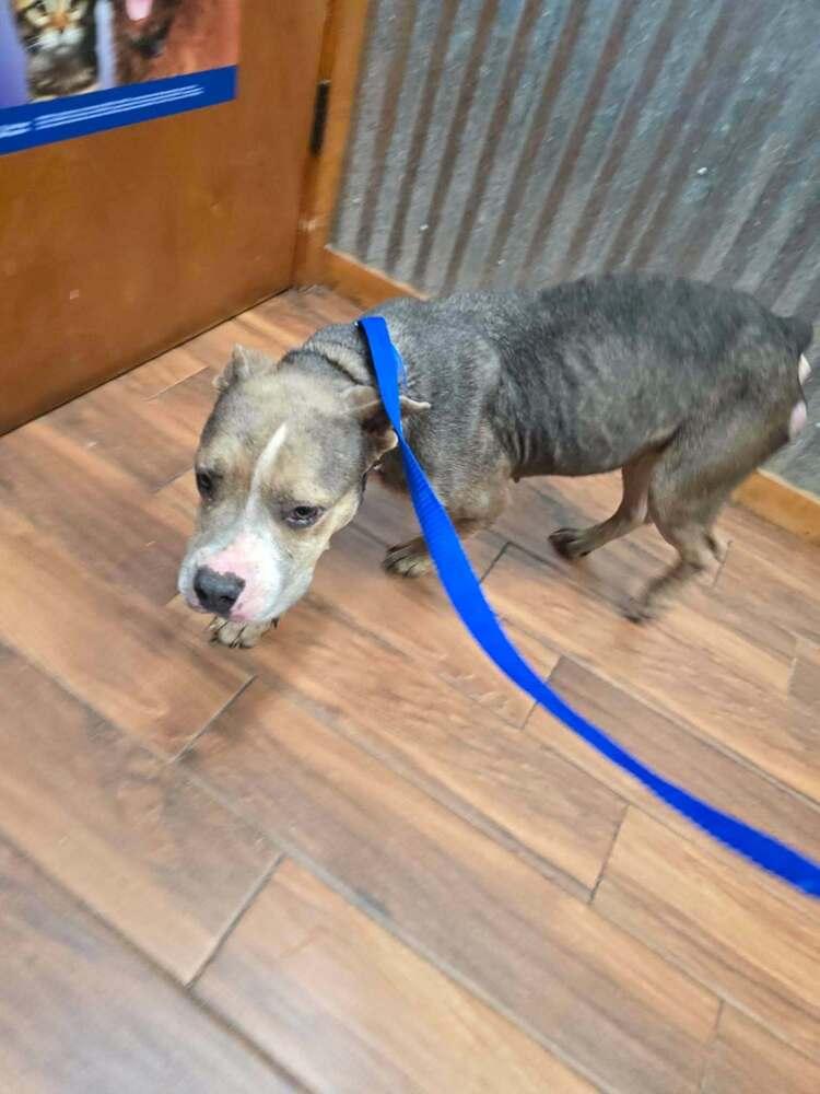 Enlarge Darcy (TX), a Adoptable Pit Bull Terrier in New York, NY image 2/3