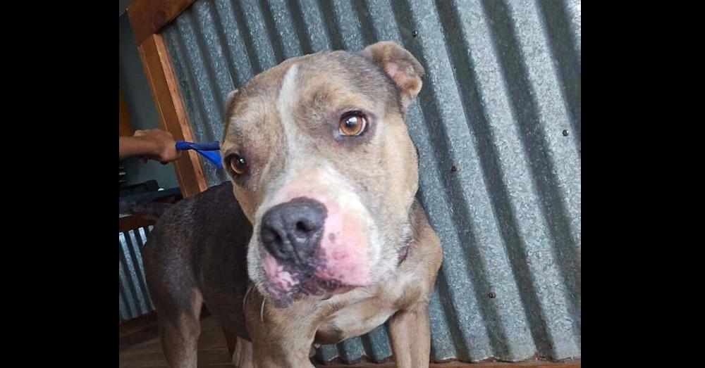Enlarge Darcy (TX), a Adoptable Pit Bull Terrier in New York, NY image 3/3