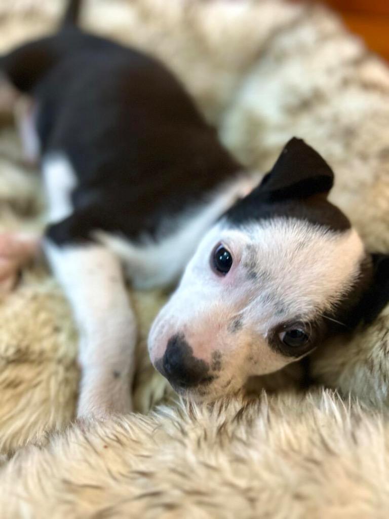 Enlarge Buttercup, a Adopted mixed breed in Hudson, NY image 1/1